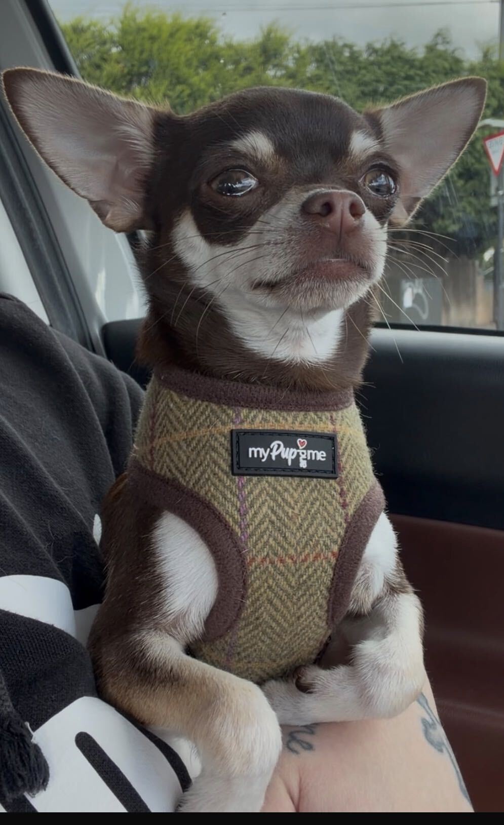 Harness vs Collar: What's Best for Your Chihuahua?
