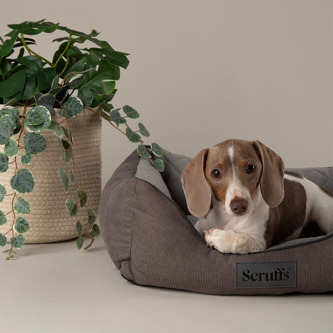 Dog Beds & Comfort