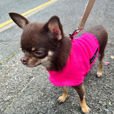 Dog Clothing
