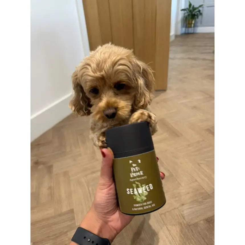 Dog Supplements