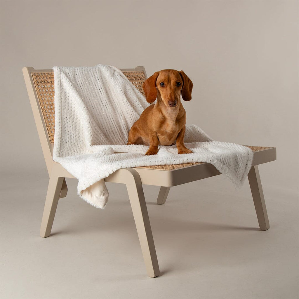 Starlight 'My First' Round Kitten & Puppy Bed & Blanket Set - Cream