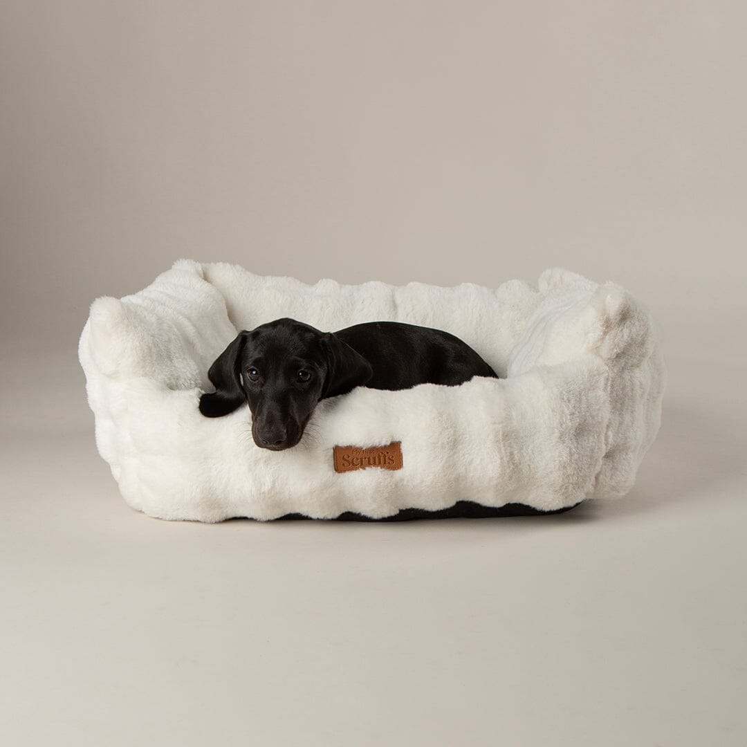 Cloud 'My First' Kitten & Puppy Box Bed & Blanket Set - Cream