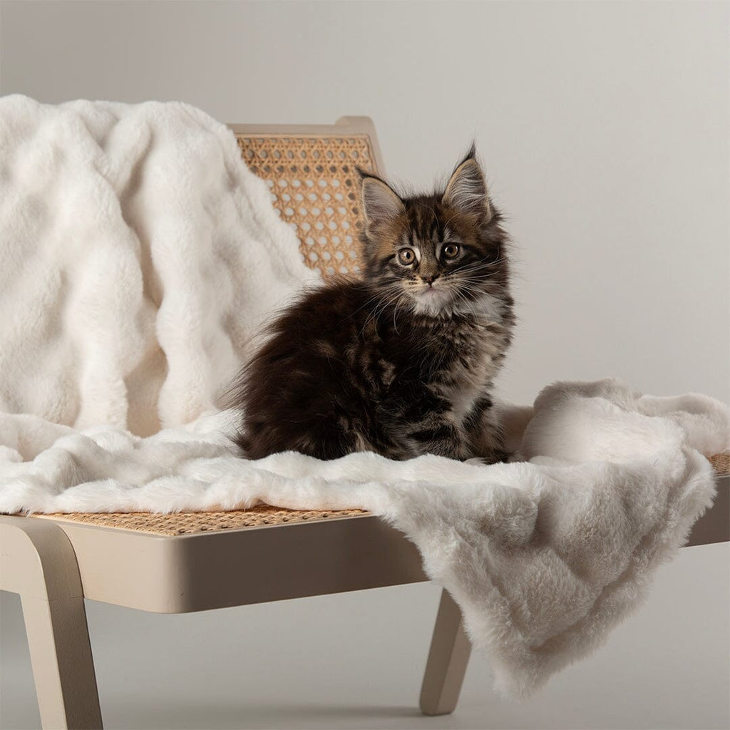 Cloud 'My First' Kitten & Puppy Box Bed & Blanket Set - Cream