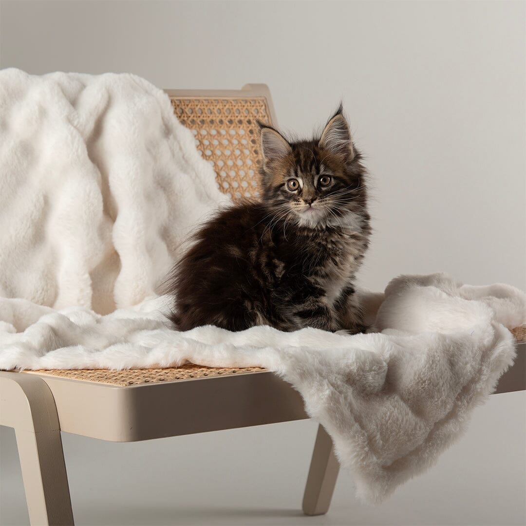 Cloud 'My First' Kitten & Puppy Box Bed & Blanket Set - Cream