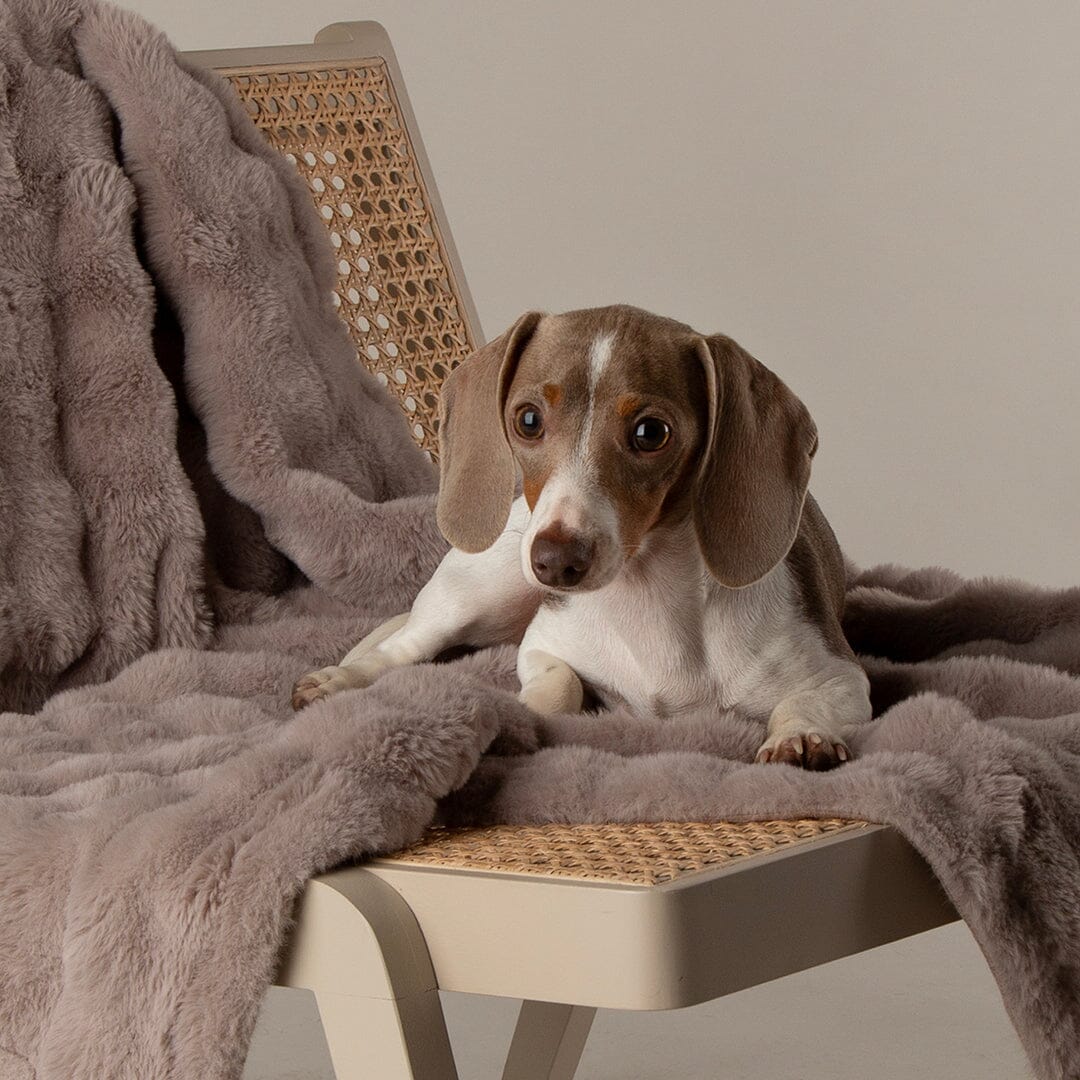 Cloud 'My First' Kitten & Puppy Box Bed & Blanket Set - Grey