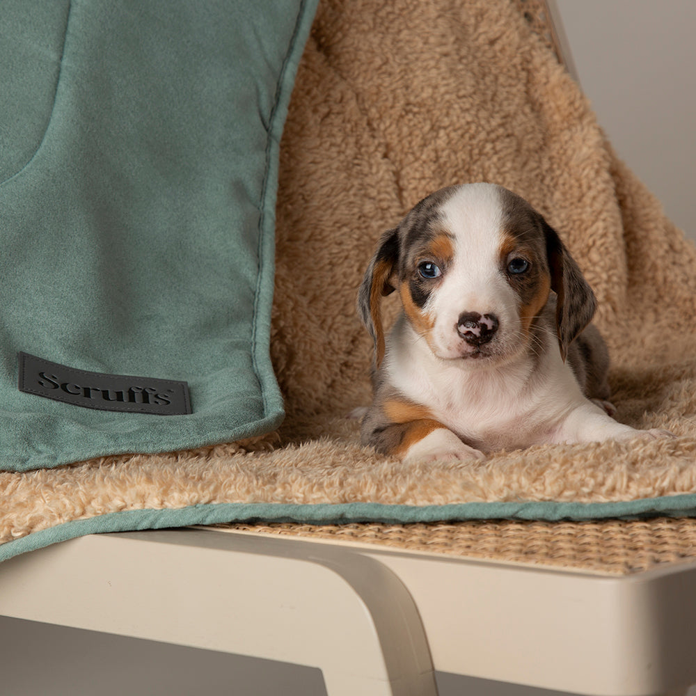 Snuggle Blanket - Sage Green