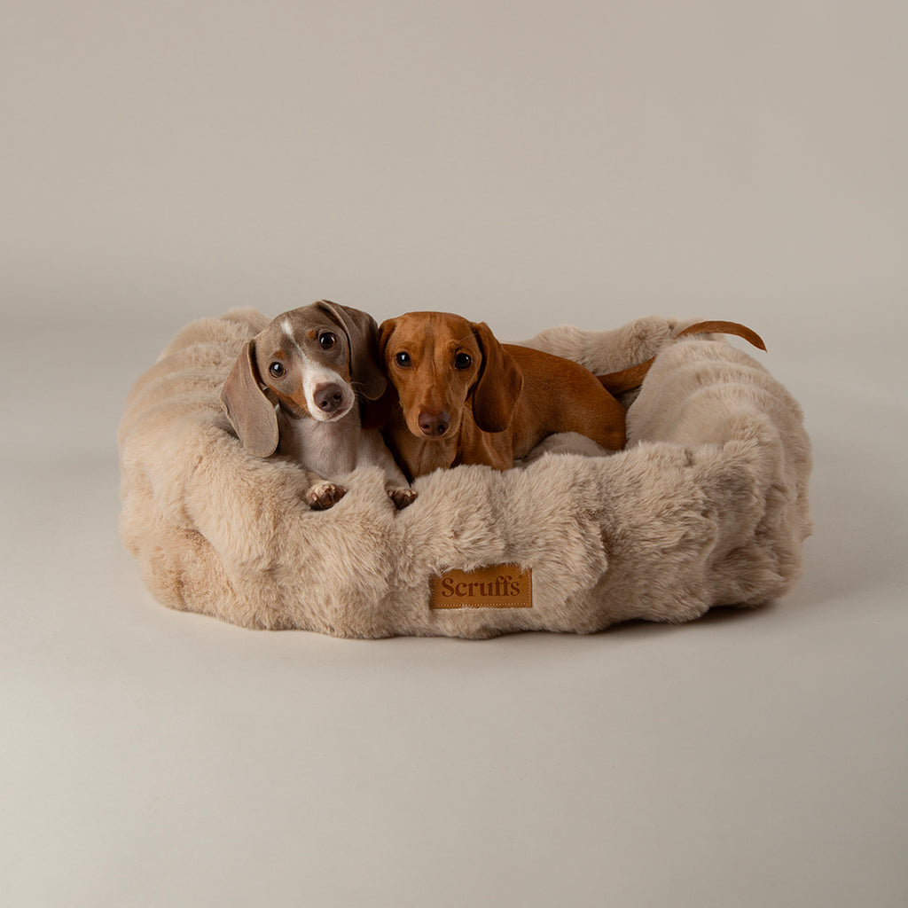 Scruffs Alpine Box Bed