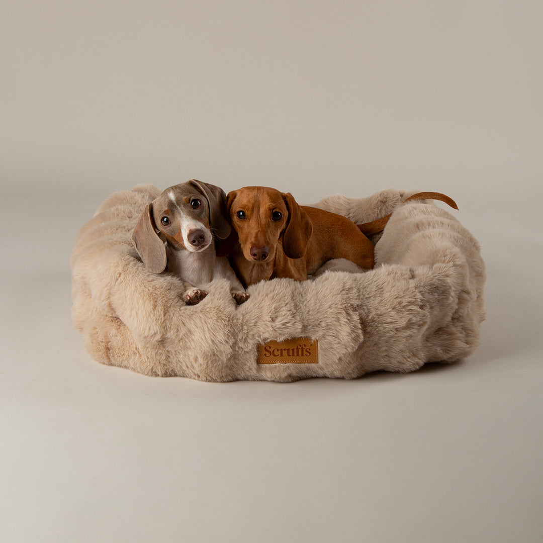 Scruffs Alpine Box Bed
