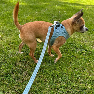 Tiny Trails Reflective 15mm Webbing Lead with Neoprene Handle Lining Baby Blue