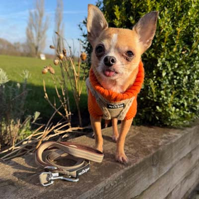 Tiny Trails Reflective 15mm Webbing Lead with Neoprene Handle Lining Caramel