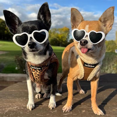 Tiny Trails Step In Luxury Leopard Puppy and Small Dog Harness