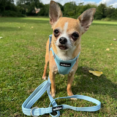 Tiny Trails Reflective 15mm Webbing Lead with Neoprene Handle Lining Baby Blue