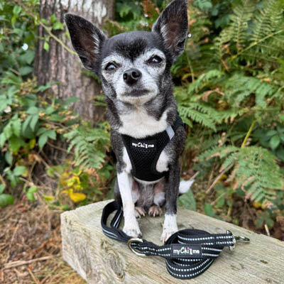 Tiny Trails Reflective 15mm Webbing Lead with Neoprene Handle Lining Black
