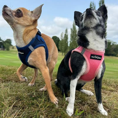 Tiny Trails Step In Air Mesh Puppy and Small Dog Harness Pink