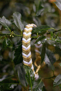 Yuletide Magic Braided - Handmade Paracord Dog Collar